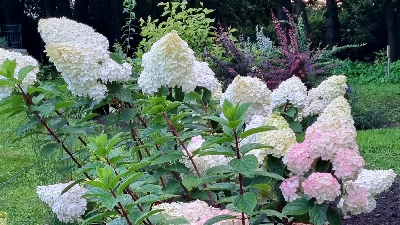 Садівники розповіли, як правильно обрізати гортензії для пишного цвітіння Садівники розповіли, як правильно обрізати гортензії для пишного цвітіння