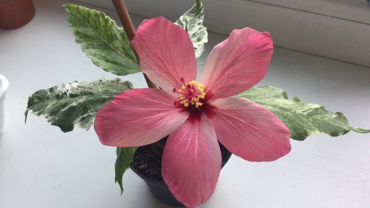 Квітникарі розповіли, як доглядати за гібіскусом, щоб він цвів цілий рік