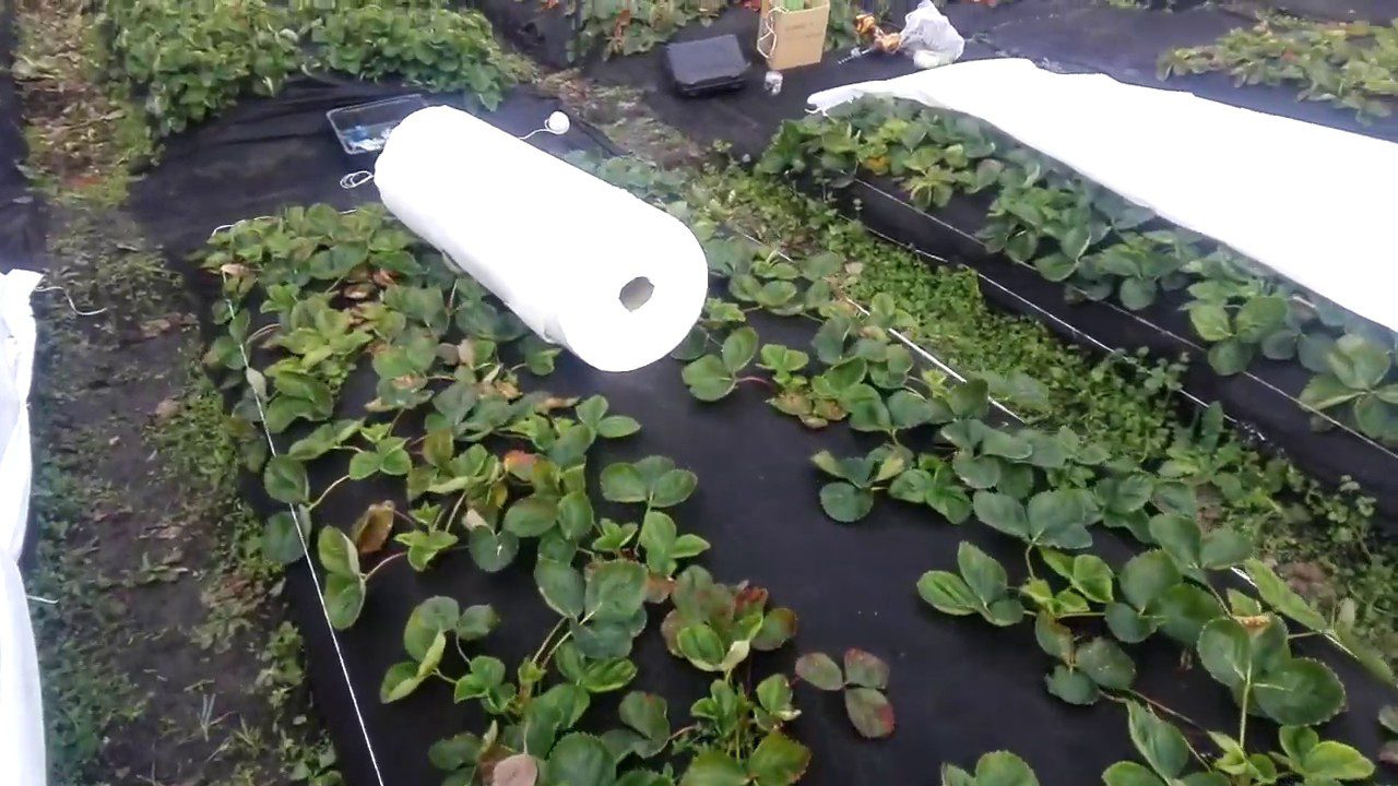 Садівники розповіли, чим укрити полуницю, щоб вона спокійно пережила зиму