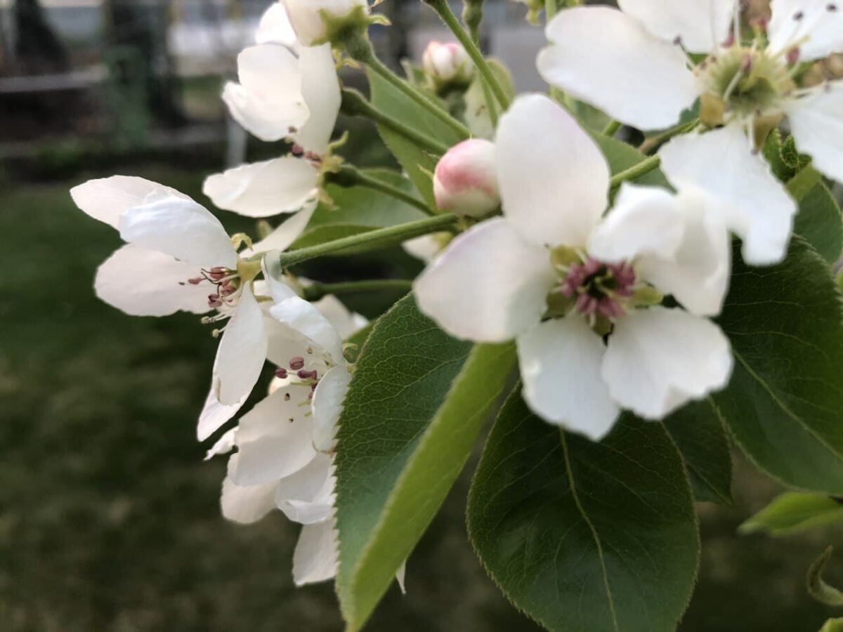 Садівники розповіли, як збільшити врожайність яблуні на власній ділянці простим методом