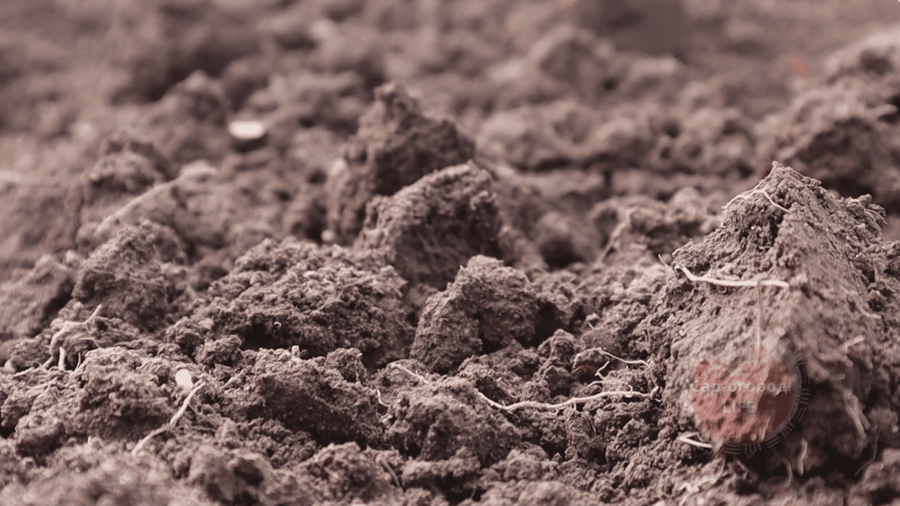 Фермери назвали ТОП-4 застосувань доломітового борошна в саду та городі