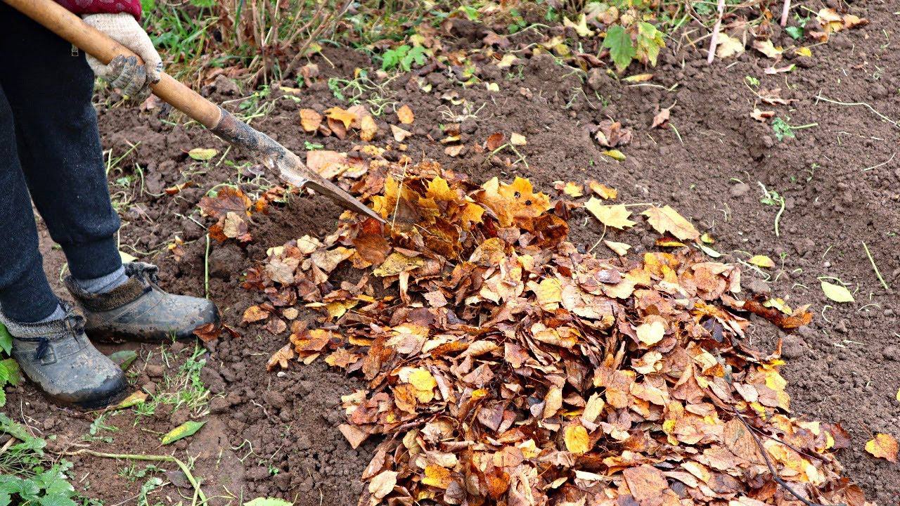 Городники розповіли, як приготувати добриво з опалого листя