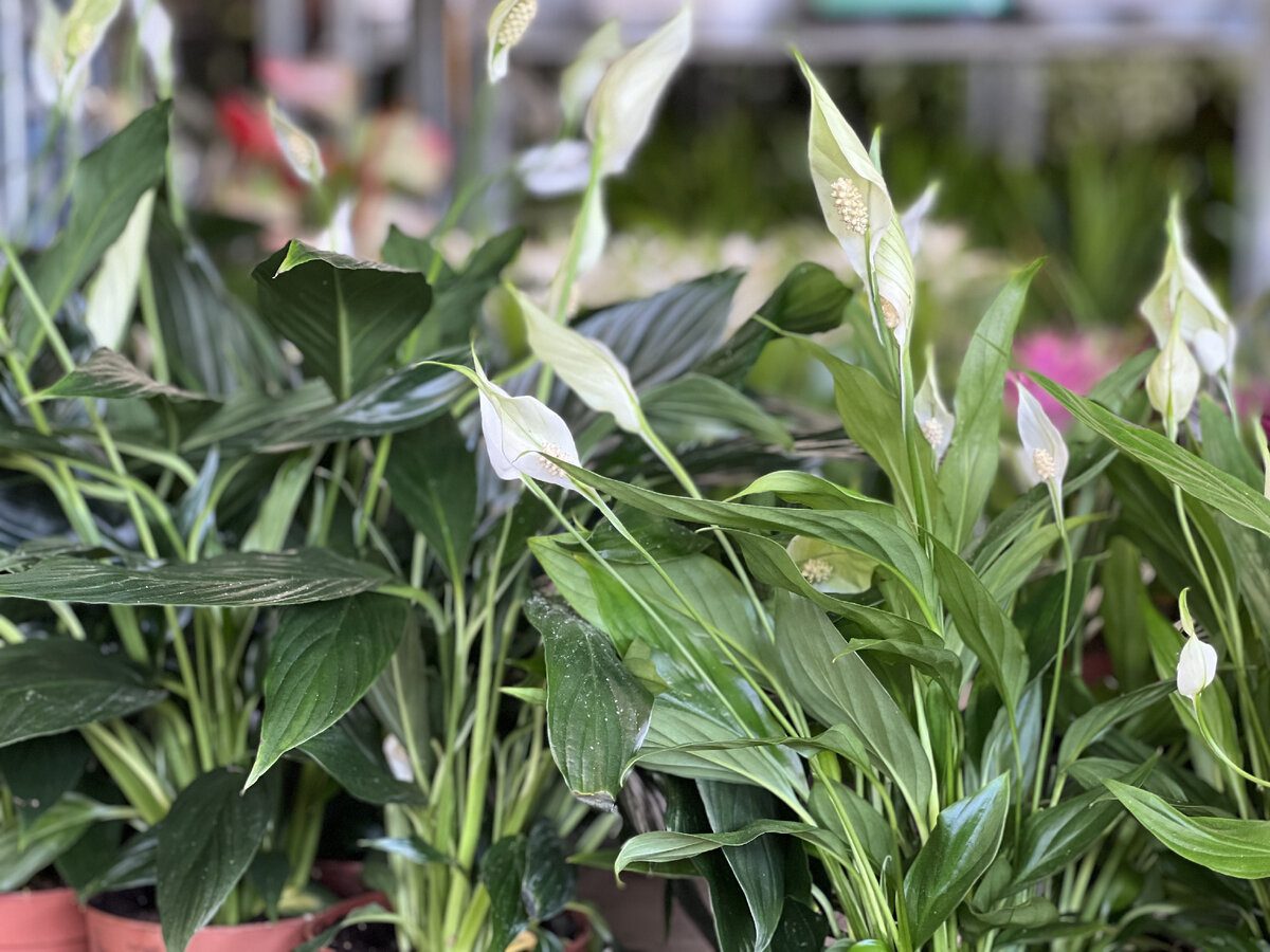 Садівники розповіли, як покращити цвітіння спатифілума за допомогою простого підживлення