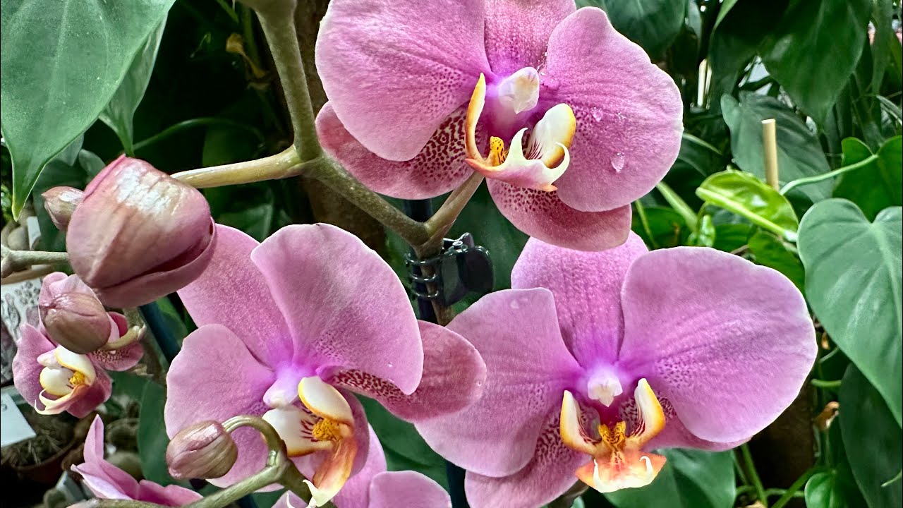 Квітникарі поділилися рецептом стимулюючого коктейлю для орхідеї