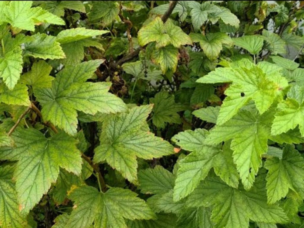 Чим підживити смородину восени