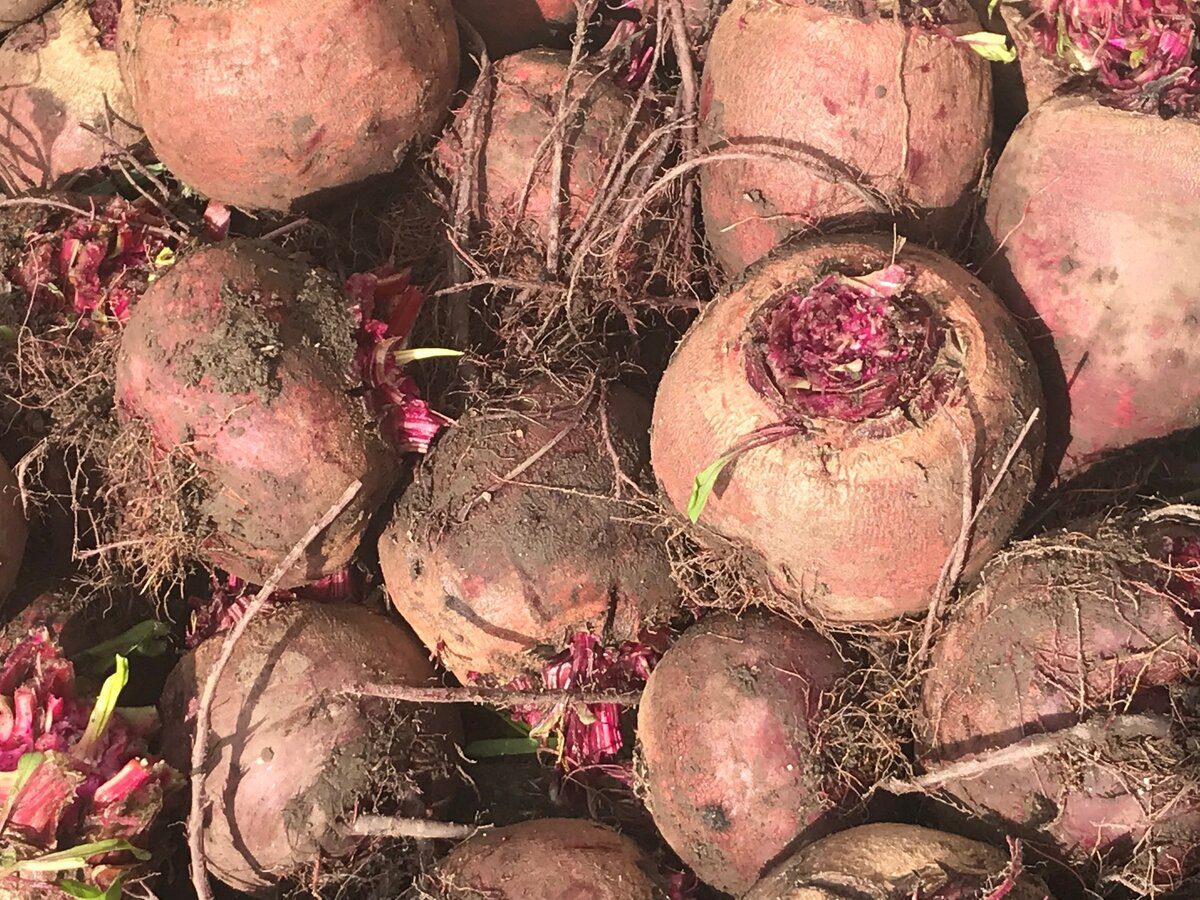 Городники розповіли, який сорт буряка дає найсмачніші та найсолодші плоди буряка – порада