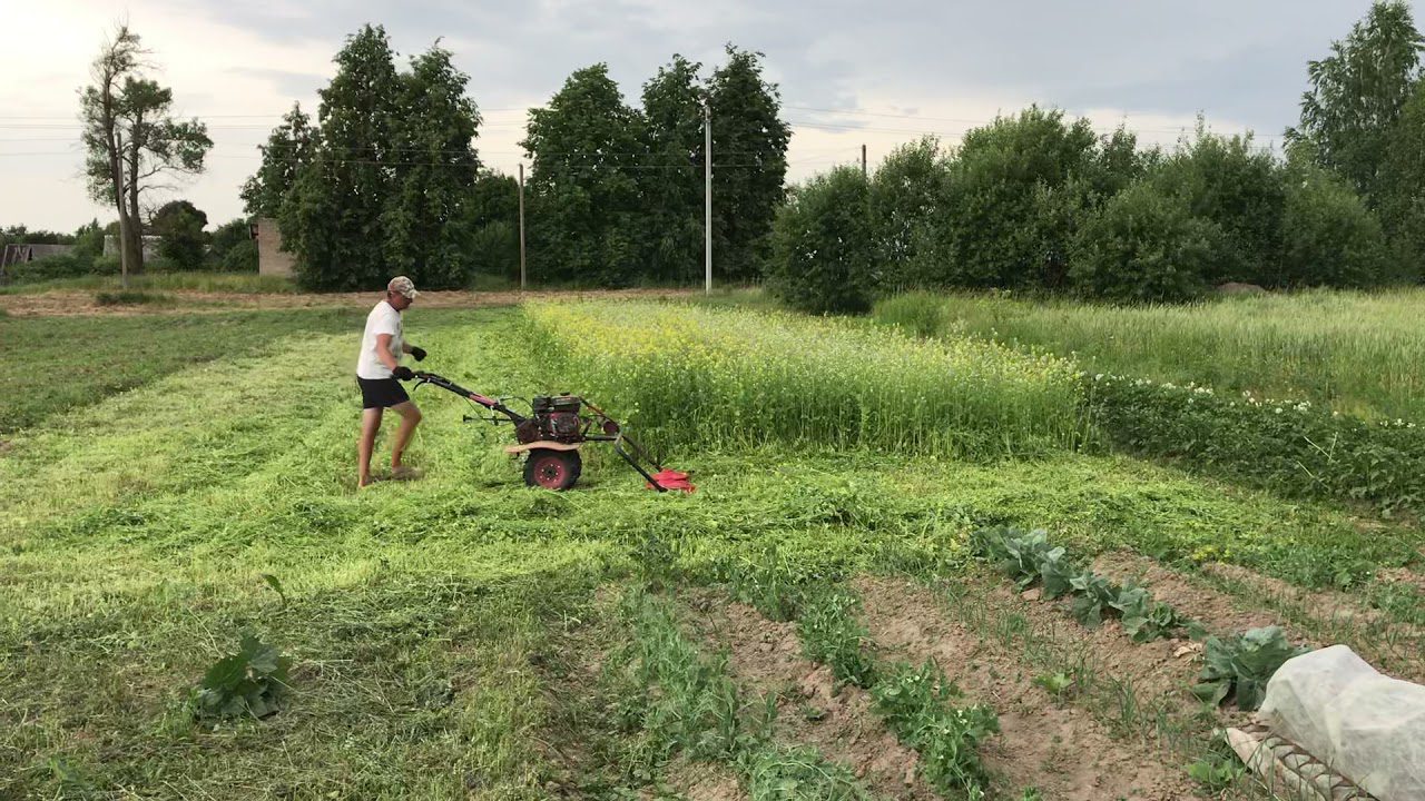 Експерти розповіли, як сіяти сидерати наприкінці сезону