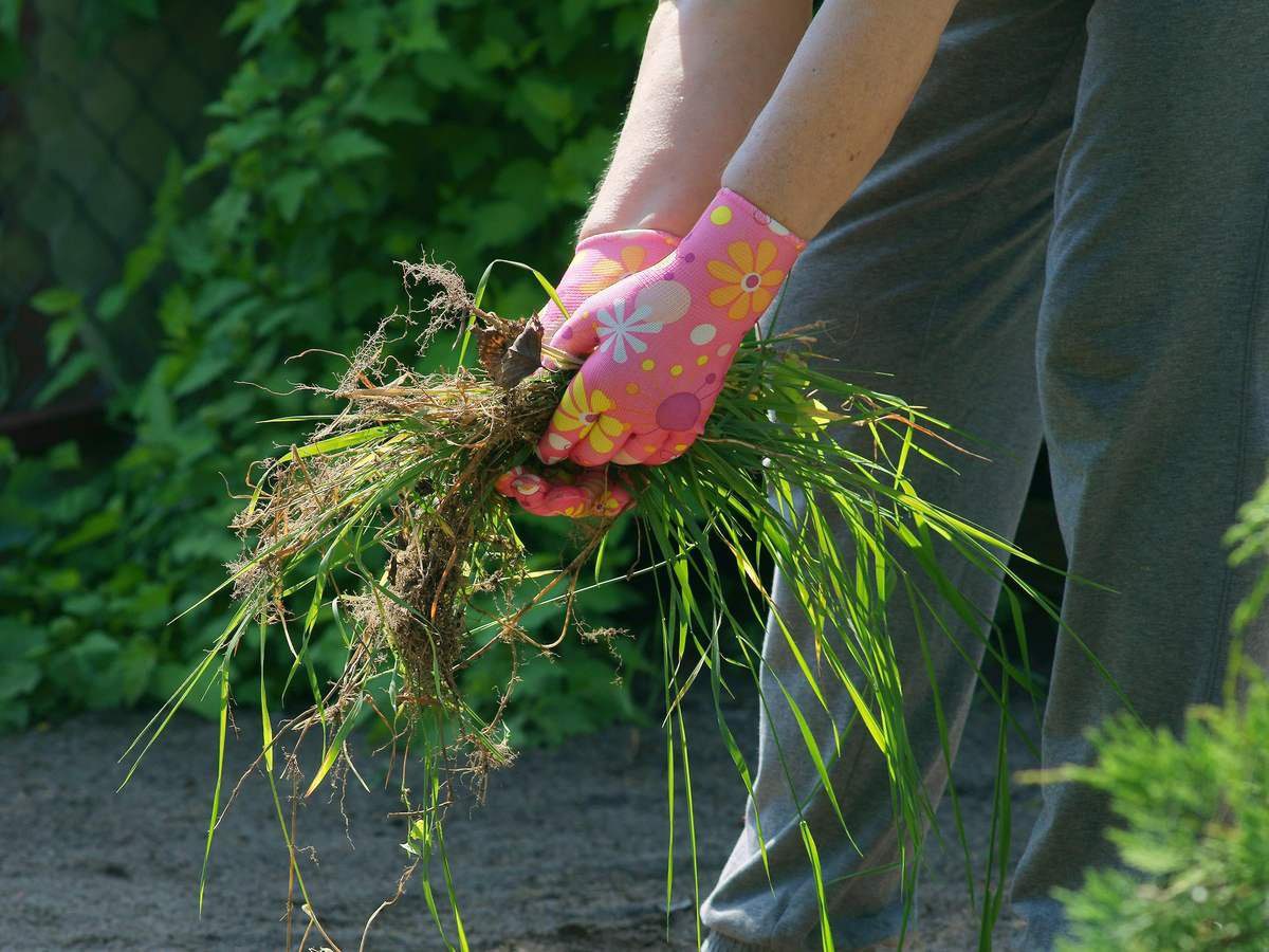 Городники розповіли, чим обробити теплицю від комах і хвороб Городники розповіли, чим обробити теплицю від комах і хвороб