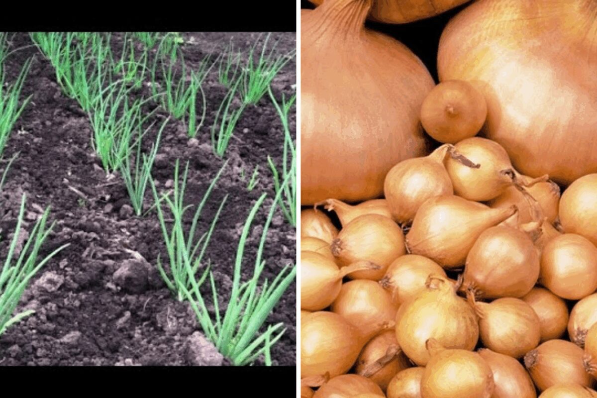 Ознаки кореневого голоду цибулі