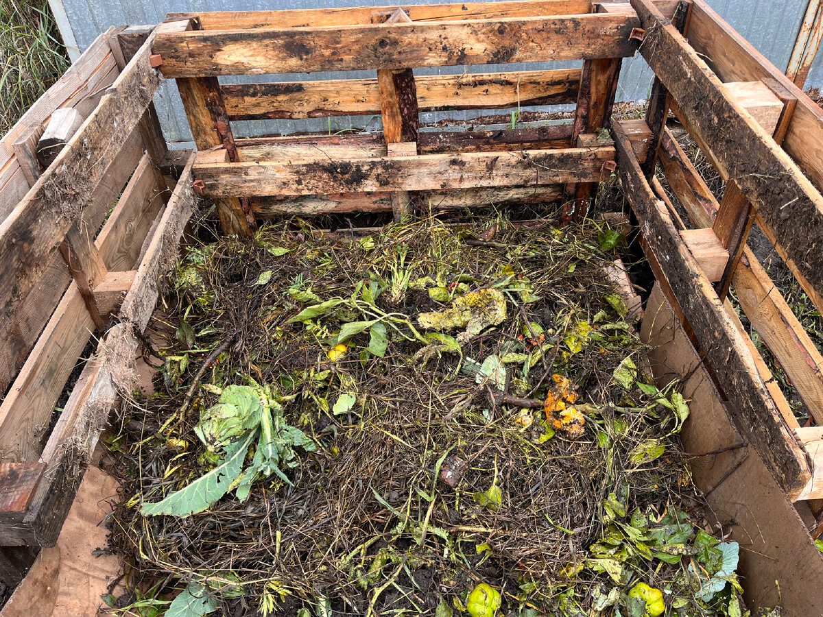 Городники розповіли, навіщо додавати гірчицю у компост Городники розповіли, навіщо додавати гірчицю у компост