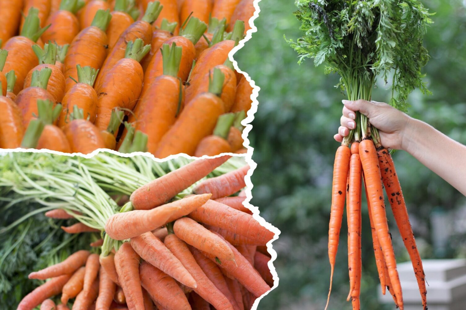 Агрономи назвали два сорти моркви, які підходять для посадки під зиму 2025