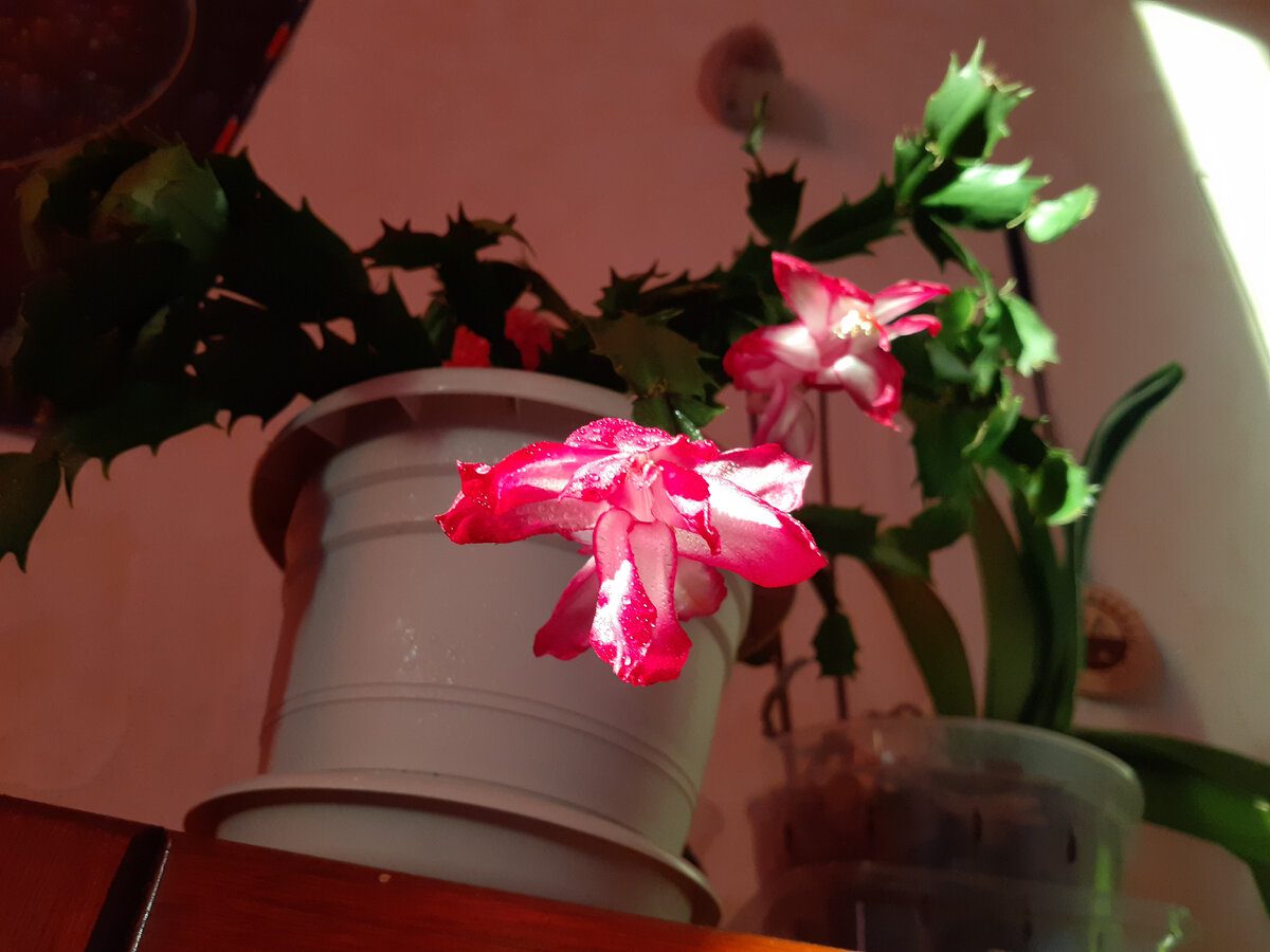 Садівники розповіли, який існує спосіб ефективно стимулювати цвітіння декабриста восени