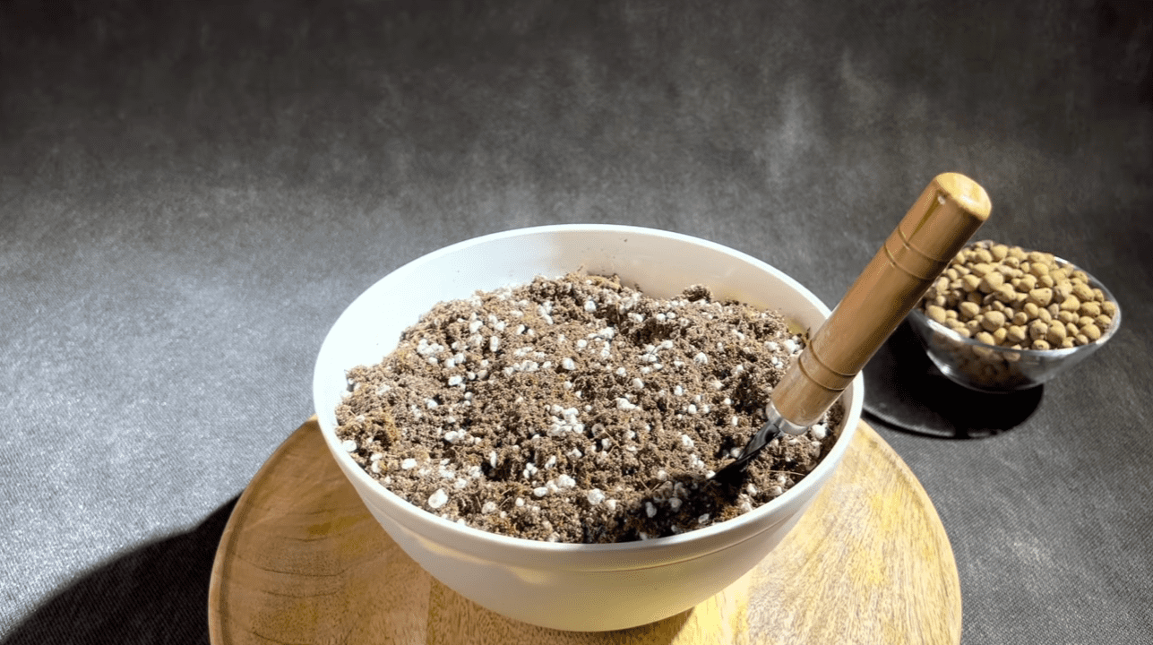 Як виростити тропічний фрукт на підвіконні