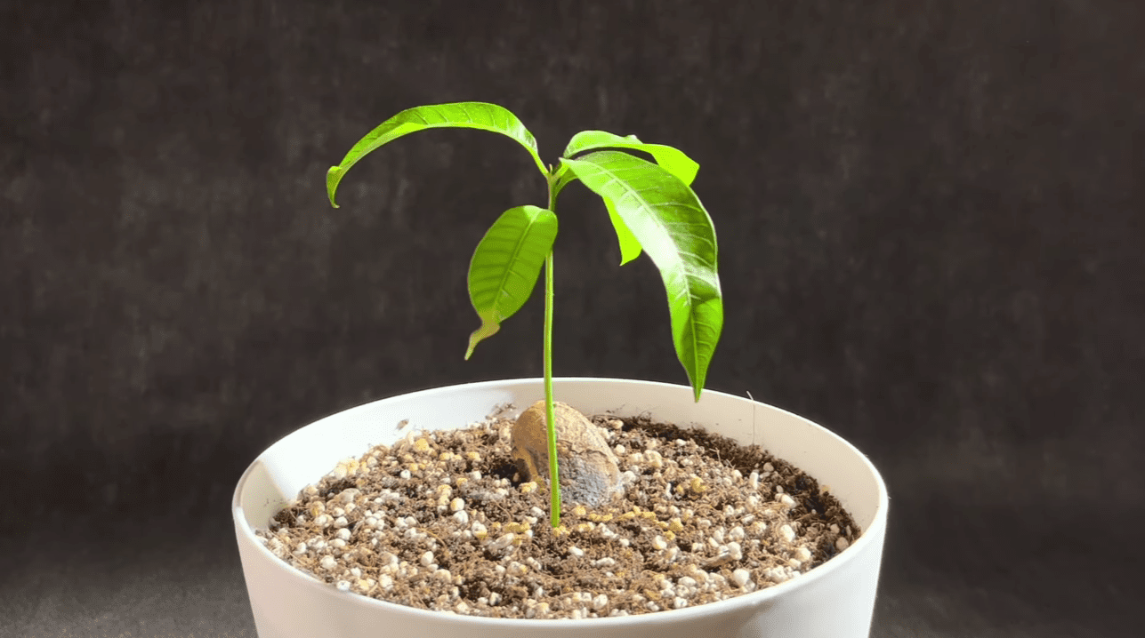 Як виростити тропічний фрукт на підвіконні