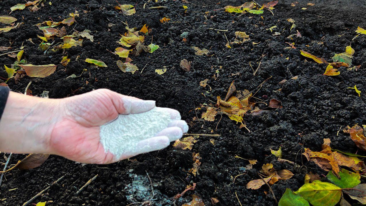 Городники розповіли, чим удобрити город у листопаді, щоб земля була родючою