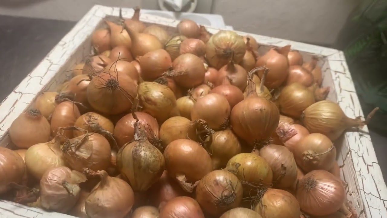 Городники розповіли, як правильно зберігати цибулю: не в підвалі Городники розповіли, як правильно зберігати цибулю: не в підвалі