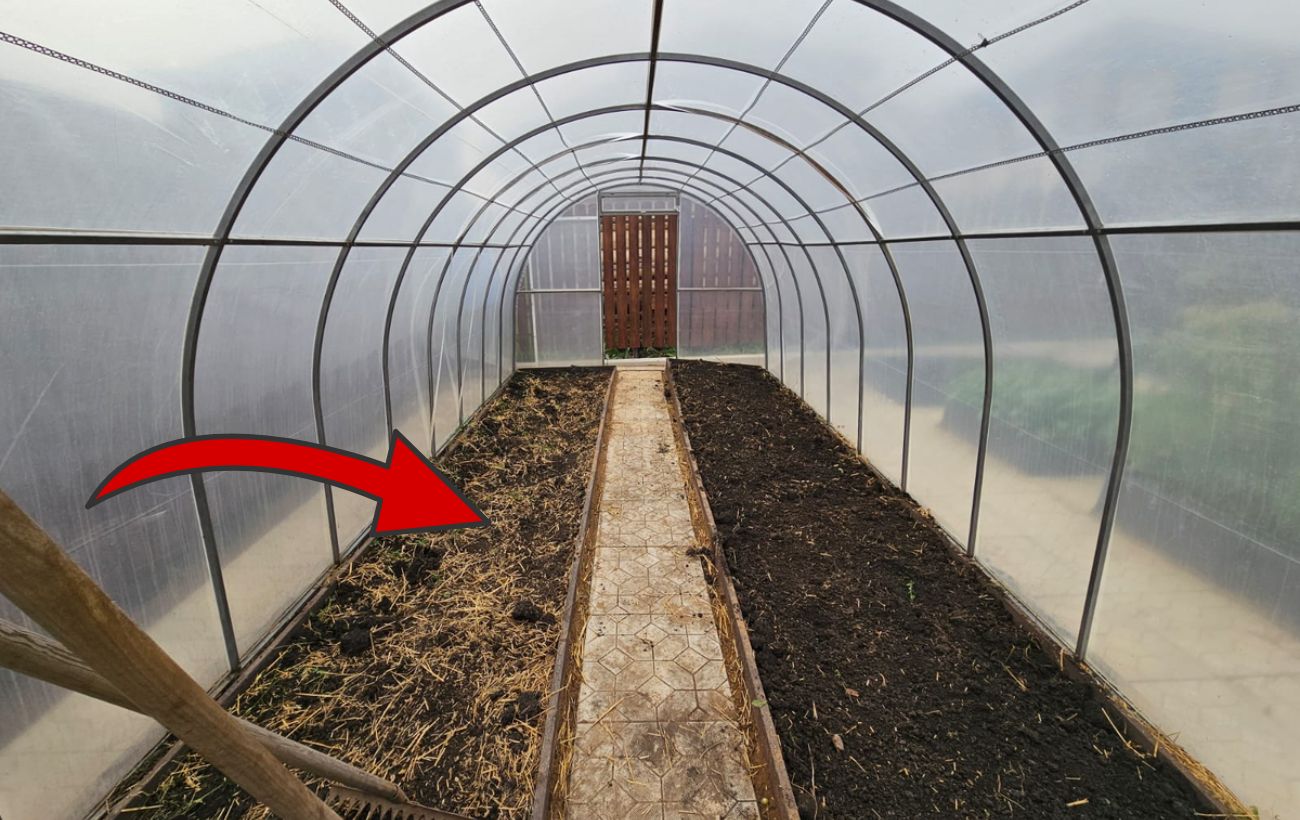 Городники розповіли, як обробити теплицю від фітофторозу 