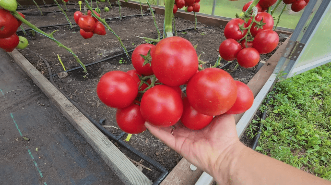 Городники назвали сорти томатів, які вразили врожайністю у 2025 році