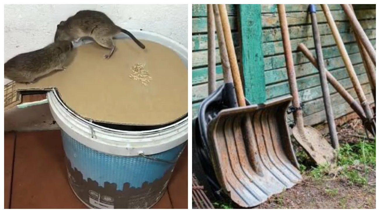 Городники розповіли про основні роботи на дачі в листопаді