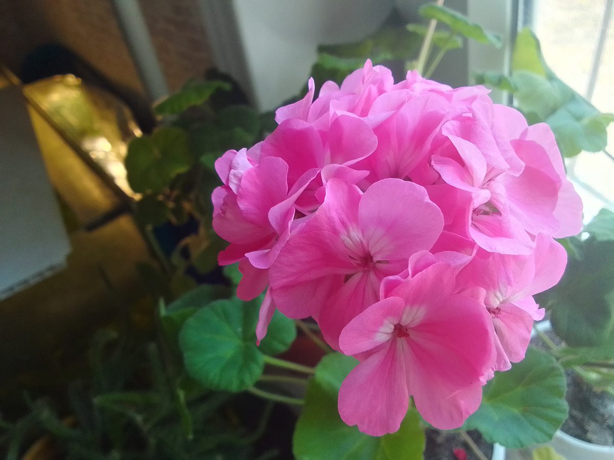 Садівники порадили, як правильно доглядати за пеларгонією в осінній період, аби квітка не зів'яла