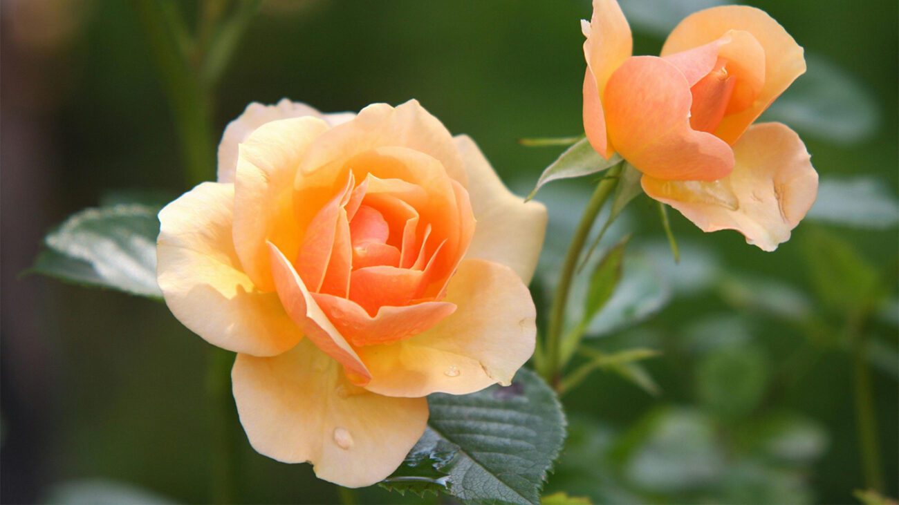 Садівники розсекретили найкраще осіннє добриво для троянд в 2025-му