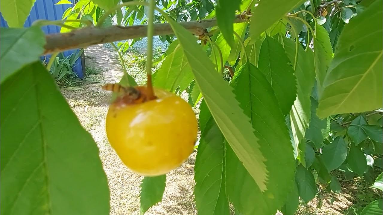 Садівники назвали 4 сорти жовтої черешні, які завжди рясно родять