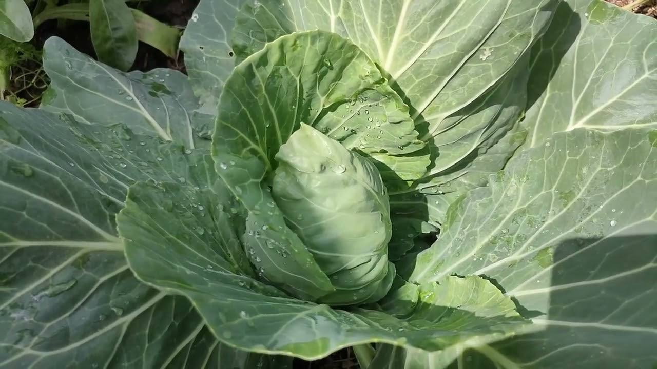 Експерти розповіли, як правильно підготувати й зберігати капусту взимку 