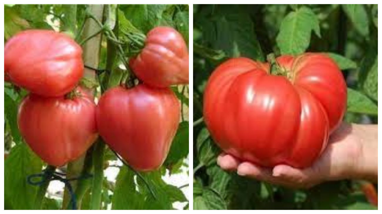 Батяня та Шапка Мономаха