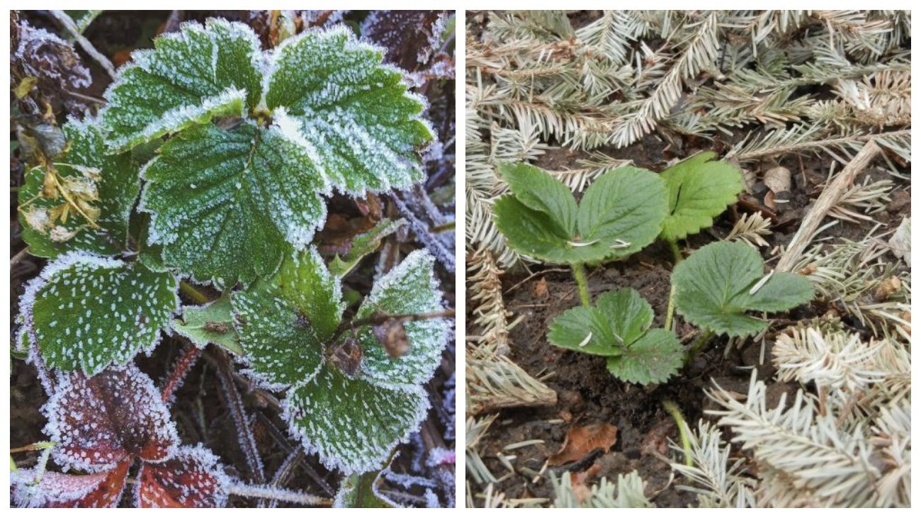 Садівники розповіли, як у листопаді утеплити полуницю