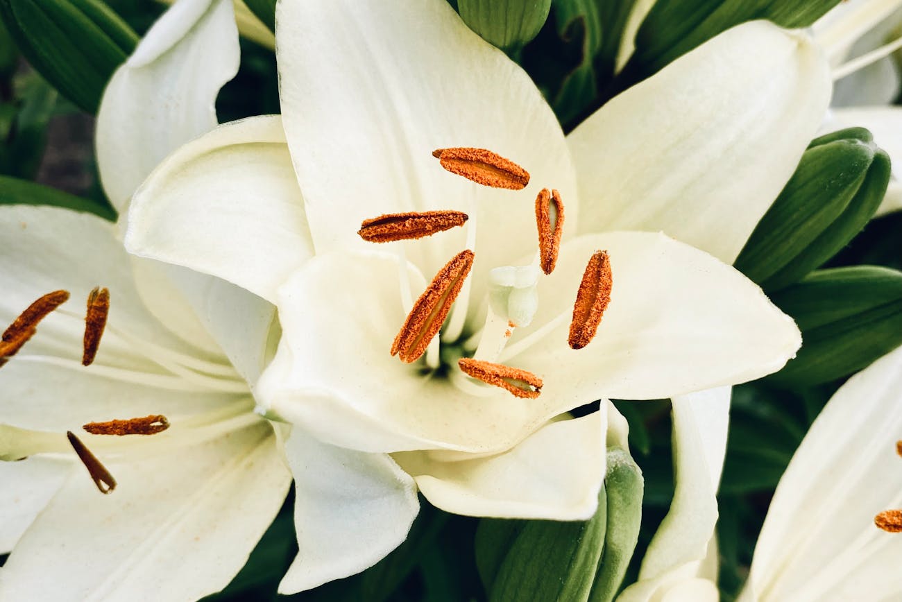 Квітникарі розповіли, як правильно доглядати за ліліями