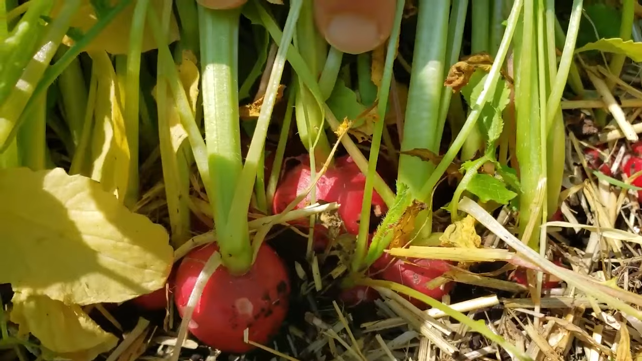 Городники розповіли про найневибагливіші городні культури