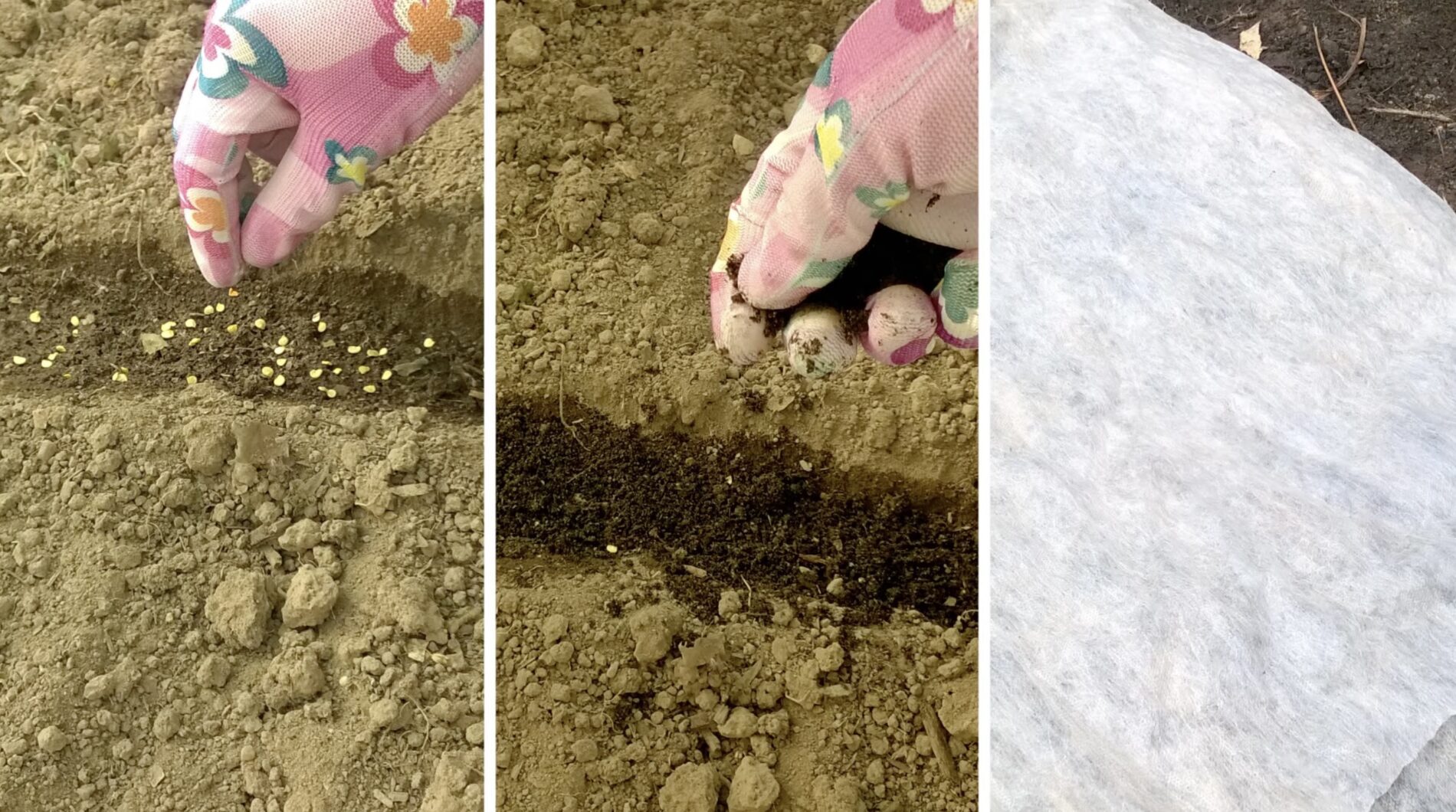 Експерти розповіли, що сіяти на городі в листопаді