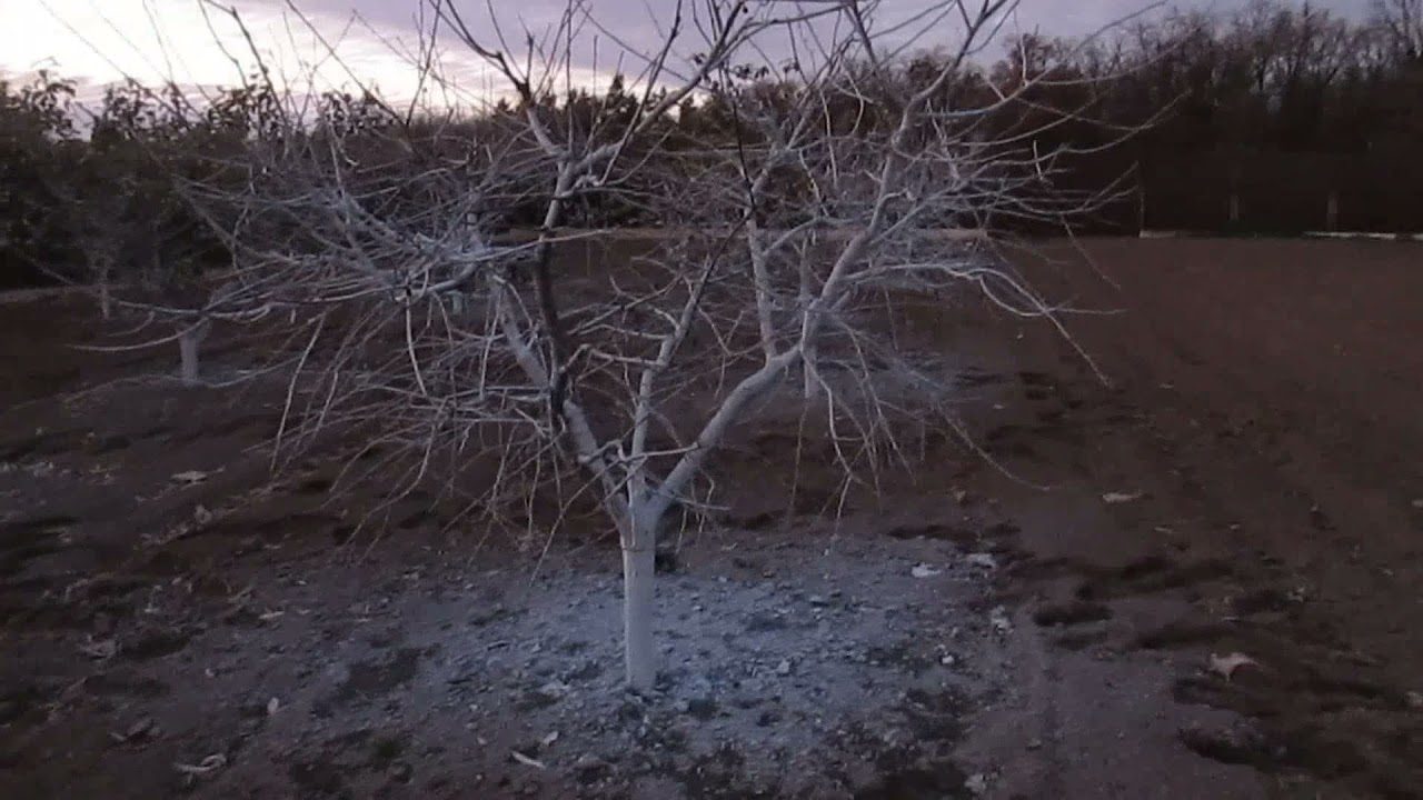 Рецепт розчину для обробки дерев восени