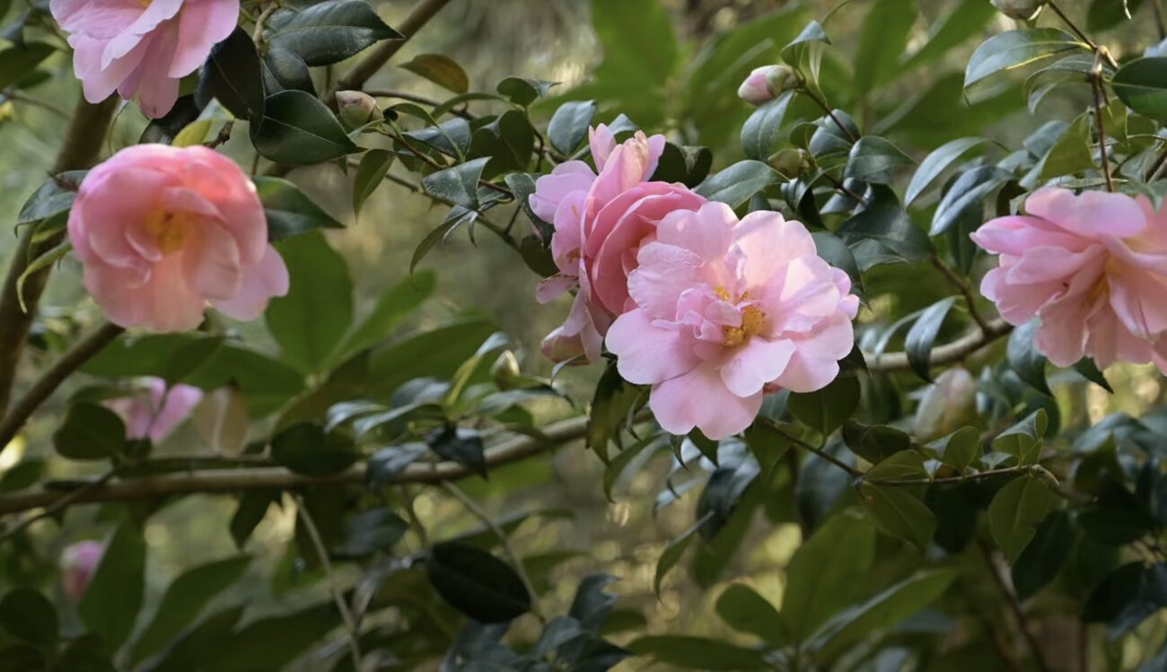 Садівники розповіли, які рослини не можна обрізати у листопаді