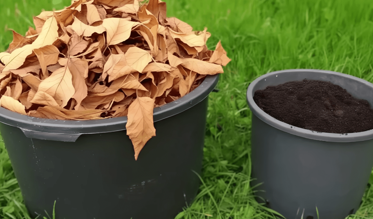 Як перетворити купи сухого листя на родючий ґрунт