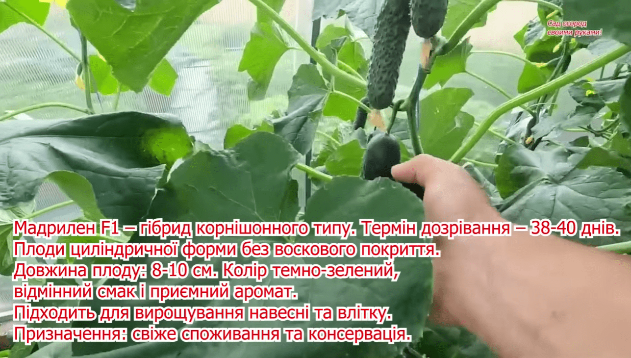 Городники назвали найкращі сорти огірків для всіх регіонів України