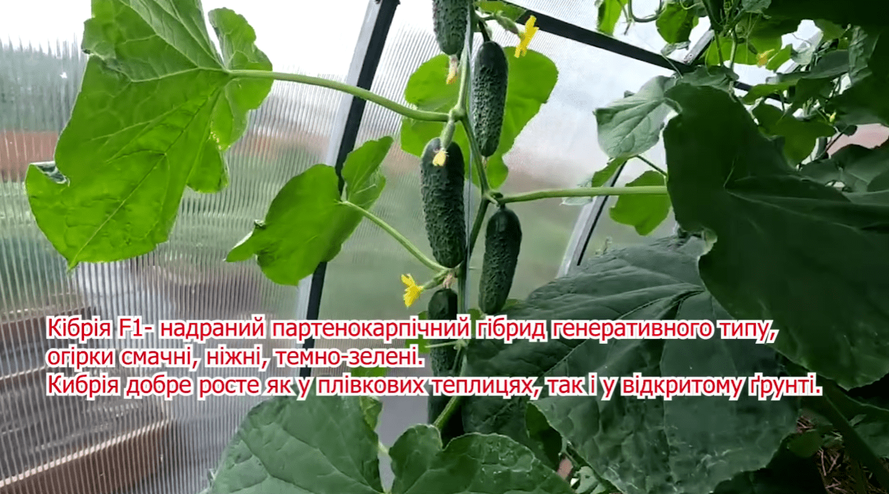 Городники назвали найкращі сорти огірків для всіх регіонів України