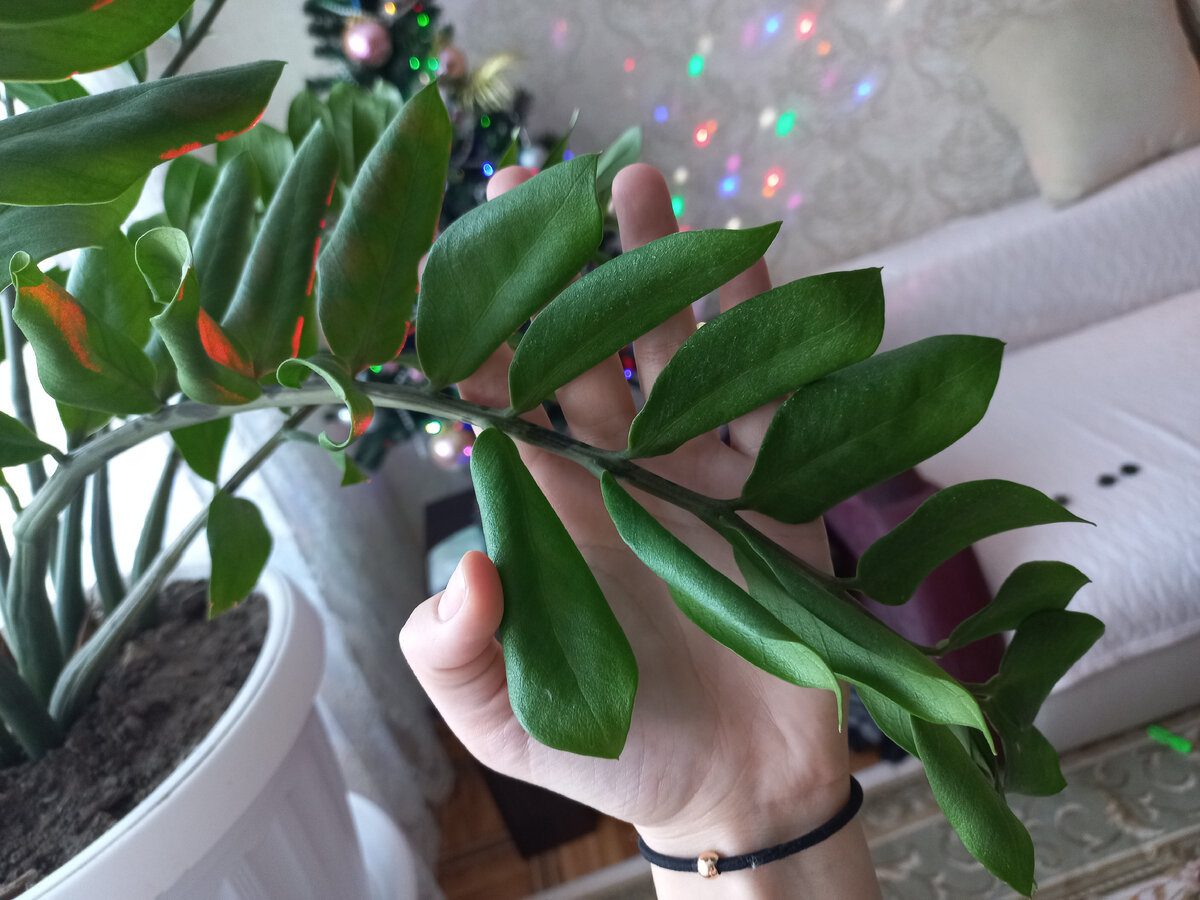 Експерти розповіли, яке добриво для кімнатного заміокулькаса найкраще допоможе йому в рості