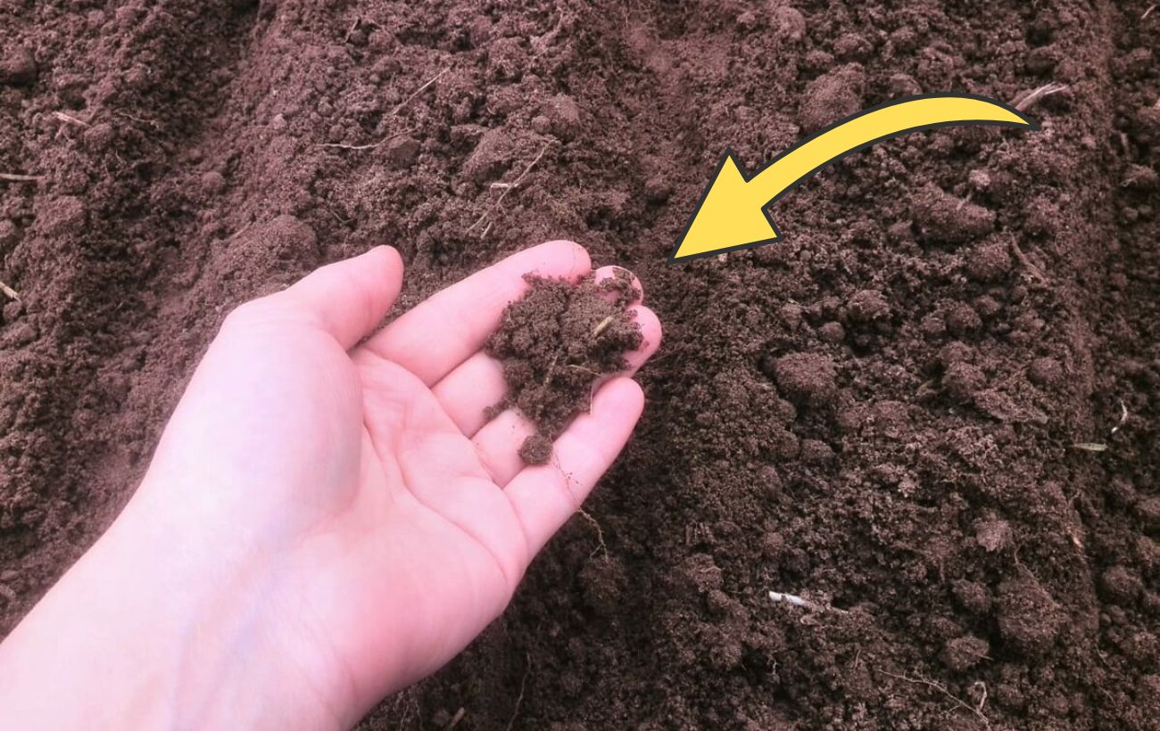 Городники розповіли рецепт поживного розчину, щоб полити город перед морозами 