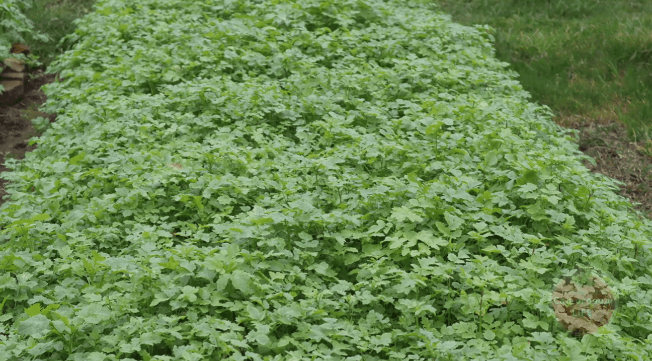 Що потрібно зробити з усіма порожніми грядками восени 2025