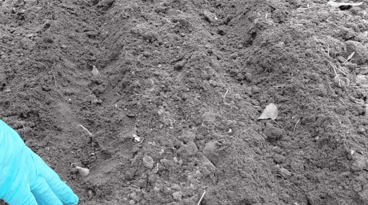 Коли і як садити озиму цибулю, щоб виросла велика: поради городників з Сум