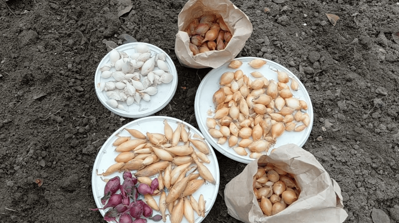 Коли і як садити озиму цибулю, щоб виросла велика: поради городників з Сум