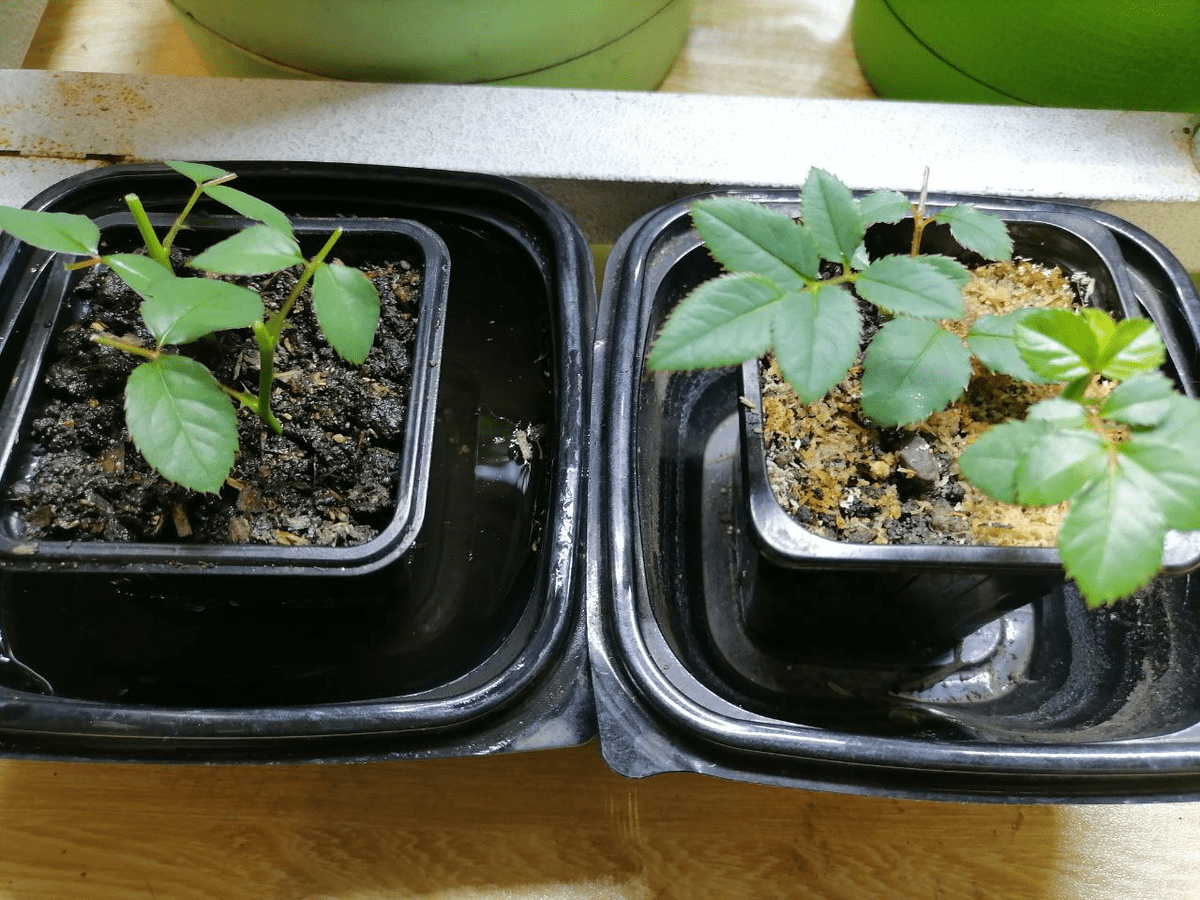 Садівники порадили перевірений спосіб, як укорінювати троянди для активного цвітіння