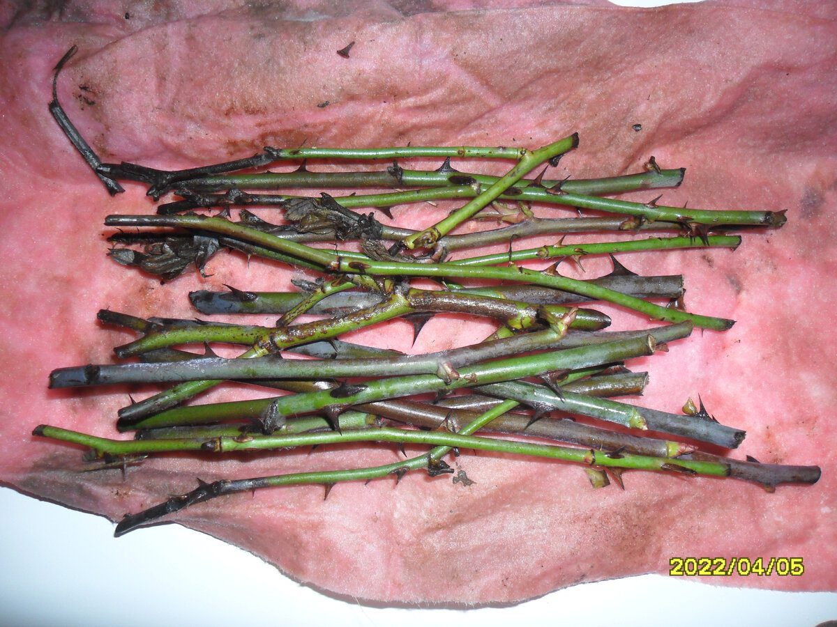 Садівники порадили перевірений спосіб, як укорінювати троянди для активного цвітіння