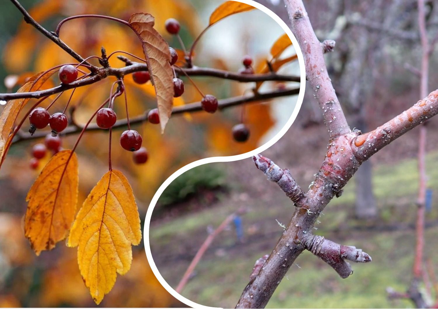 Експерти розповіли про осінні помилки під час обрізки саду