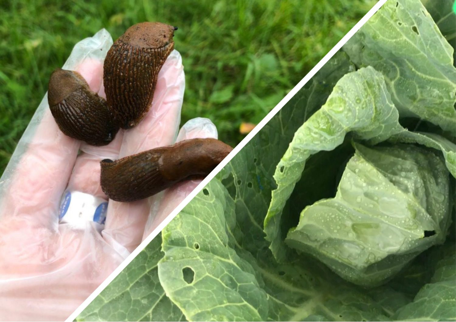 Експерти розповіли, як швидко позбутися слимаків на городіЕксперти розповіли, як швидко позбутися слимаків на городі