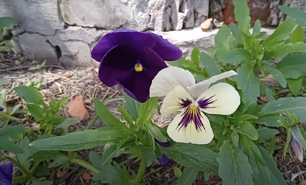 Квітникарі розповіли, які квіти цвітуть взимку