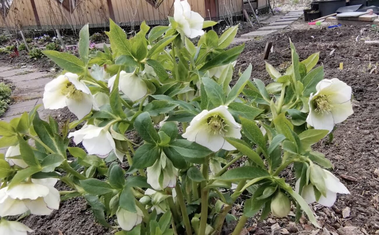 Квітникарі розповіли, які квіти цвітуть взимку