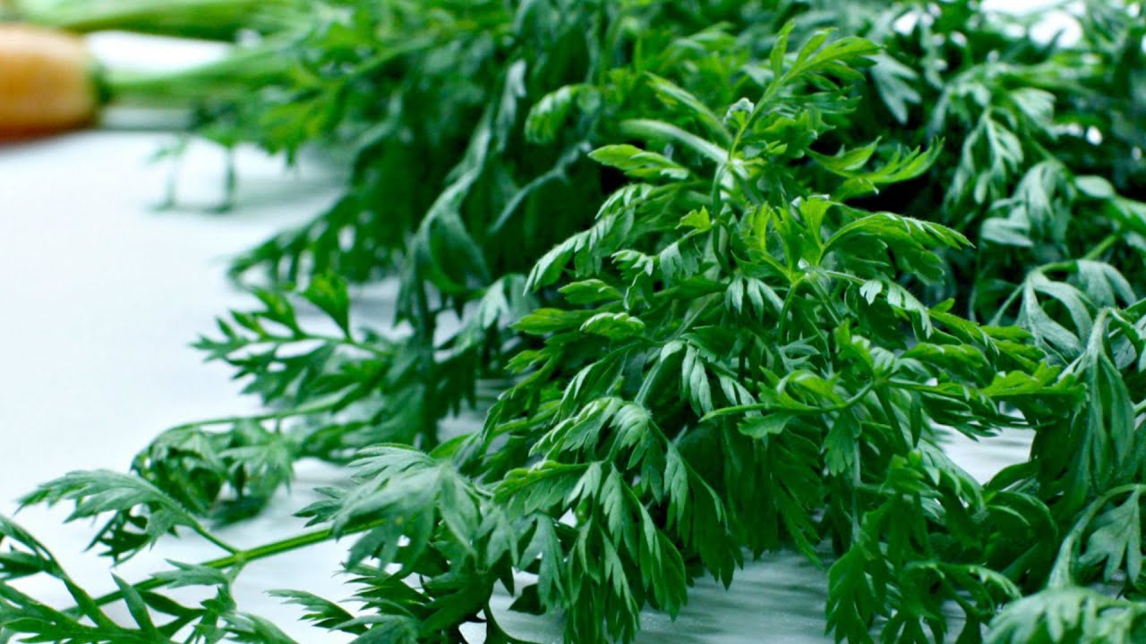 Як з користю використати ботву моркви 