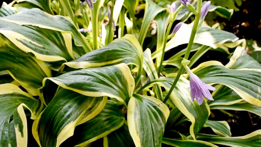 Садівники поділилися секретами догляду за хостами